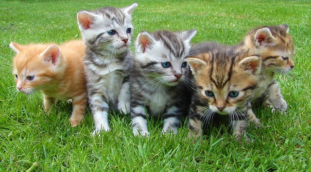 kattbarn